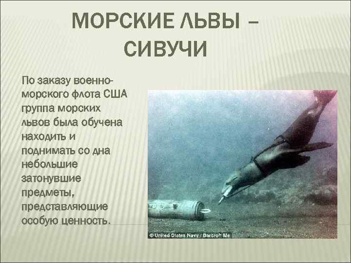 МОРСКИЕ ЛЬВЫ – СИВУЧИ По заказу военноморского флота США группа морских львов была обучена