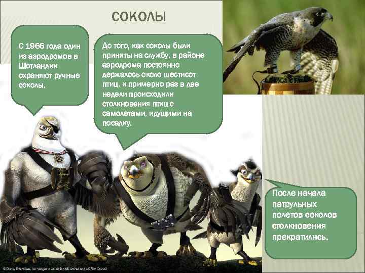 СОКОЛЫ С 1966 года один из аэродромов в Шотландии охраняют ручные соколы. До того,