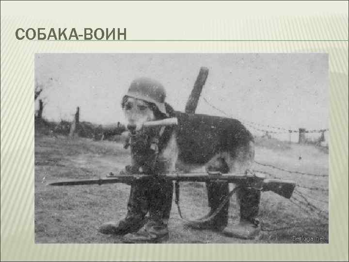 СОБАКА-ВОИН 