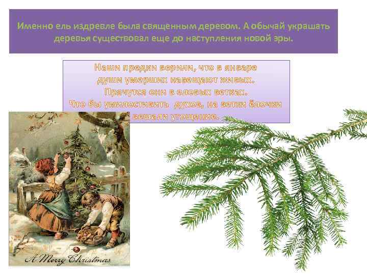Именно ель издревле была священным деревом. А обычай украшать деревья существовал еще до наступления