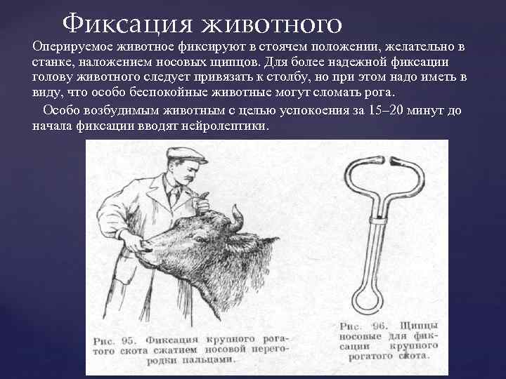 Фиксация животного Оперируемое животное фиксируют в стоячем положении, желательно в станке, наложением носовых щипцов.