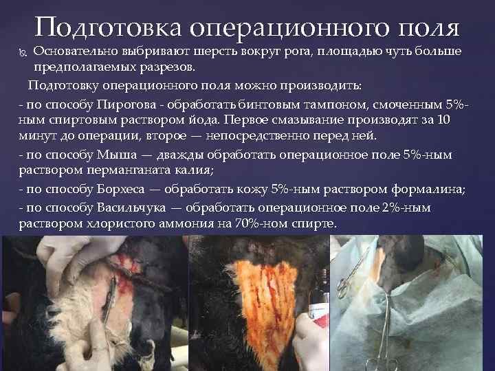 Подготовка операционного поля Основательно выбривают шерсть вокруг рога, площадью чуть больше предполагаемых разрезов. Подготовку