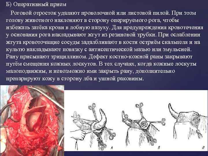 Б) Оперативный прием Роговой отросток удаляют проволочной или листовой пилой. При этом голову животного