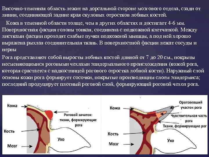 Дорсальная стенка