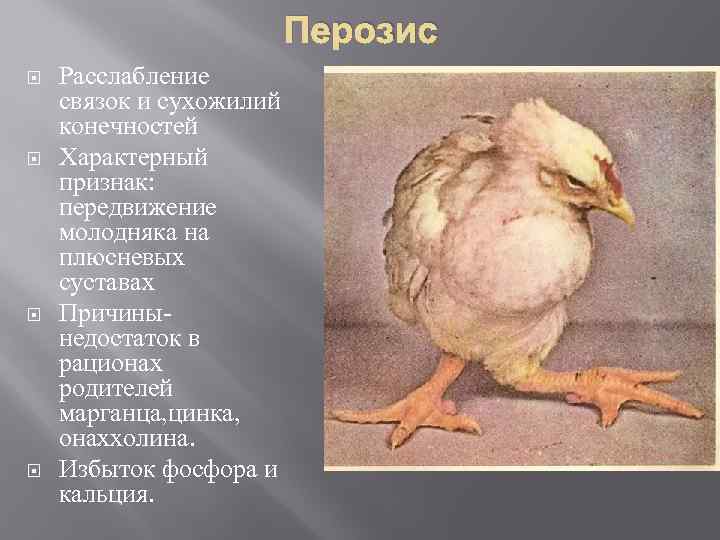 Перозис Расслабление связок и сухожилий конечностей Характерный признак: передвижение молодняка на плюсневых суставах Причинынедостаток