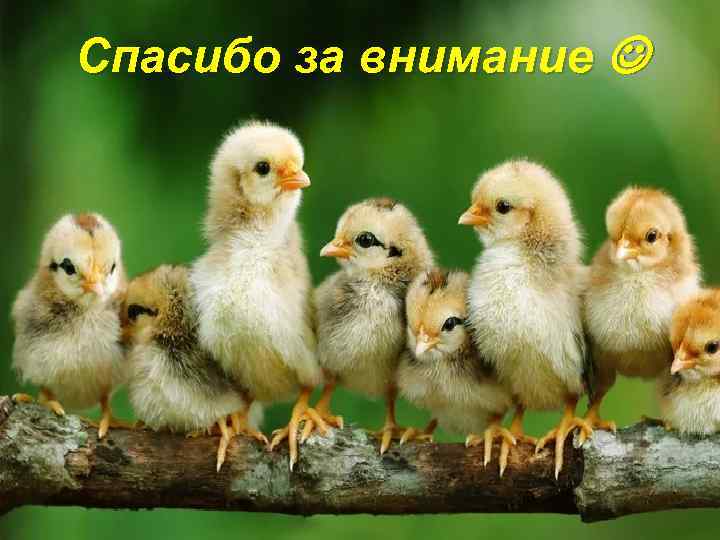 Спасибо за внимание 