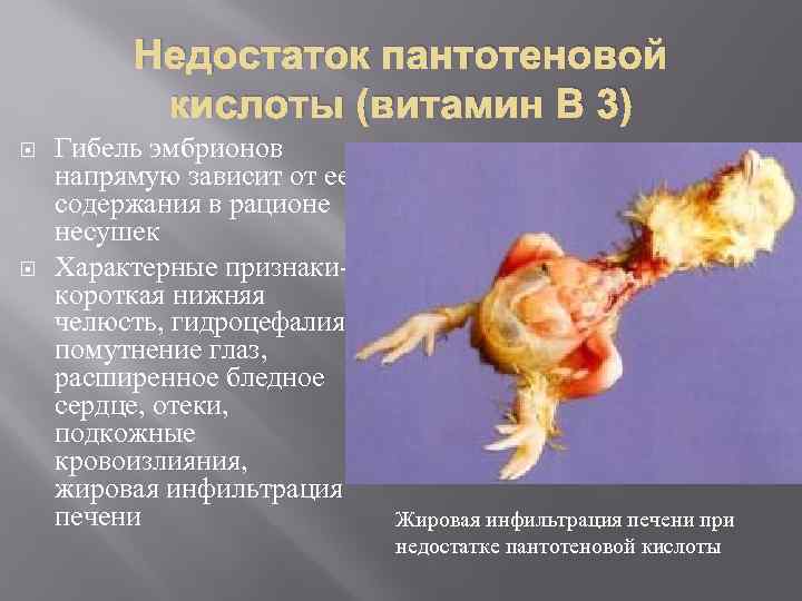 Недостаток пантотеновой кислоты (витамин В 3) Гибель эмбрионов напрямую зависит от ее содержания в