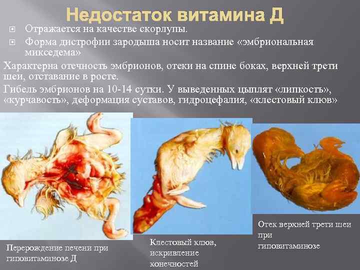 Недостаток витамина Д Отражается на качестве скорлупы. Форма дистрофии зародыша носит название «эмбриональная микседема»
