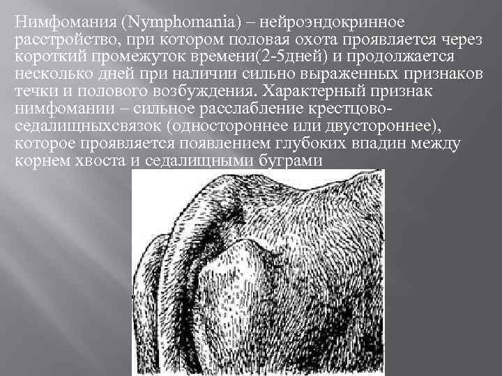 Нимфомания (Nymphomania) – нейроэндокринное расстройство, при котором половая охота проявляется через короткий промежуток времени(2