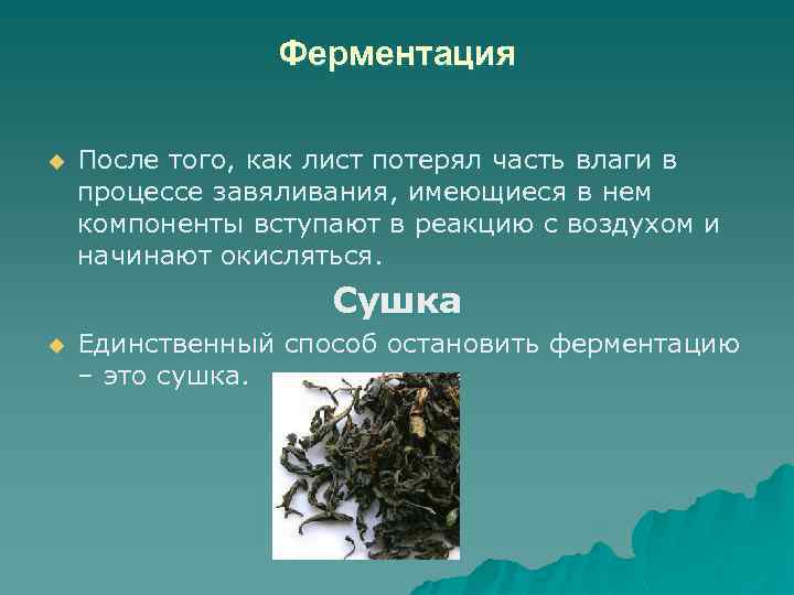 Ферментация u После того, как лист потерял часть влаги в процессе завяливания, имеющиеся в