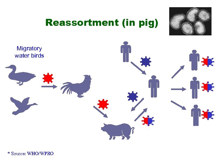 Reassortment (in pig) Migratory water birds * Source: WHO/WPRO 