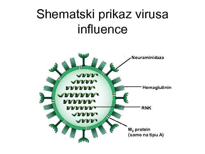 Shematski prikaz virusa influence Neuraminidaza Hemaglutinin RNK M 2 protein (samo na tipu A)