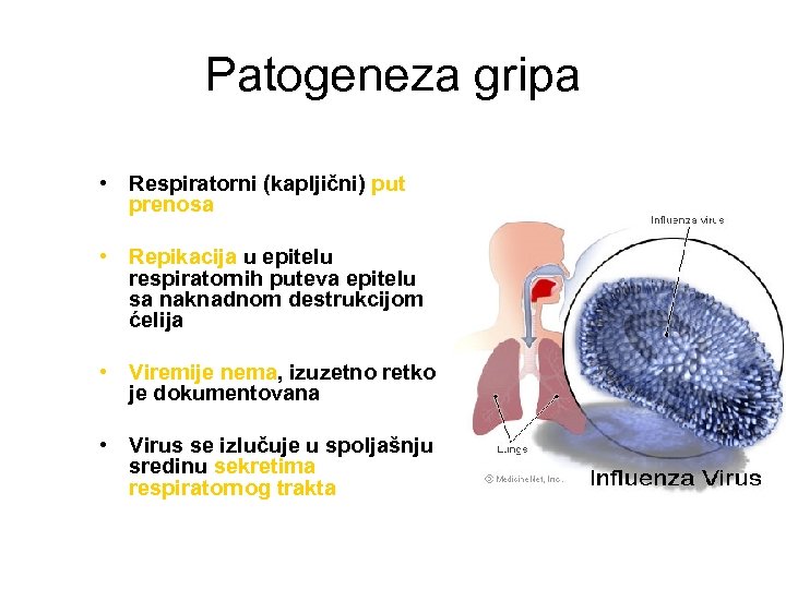 Patogeneza gripa • Respiratorni (kapljični) put prenosa • Repikacija u epitelu respiratornih puteva epitelu