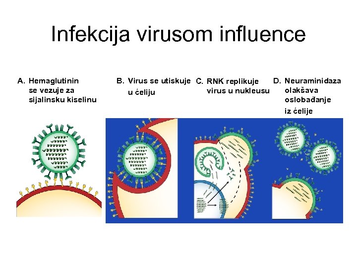 Infekcija virusom influence A. Hemaglutinin se vezuje za sijalinsku kiselinu B. Virus se utiskuje