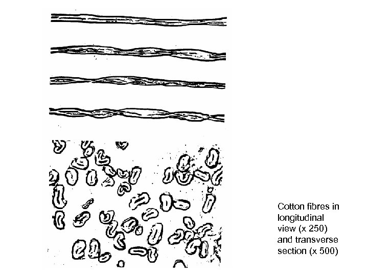 Cotton fibres in longitudinal view (x 250) and transverse section (x 500) 