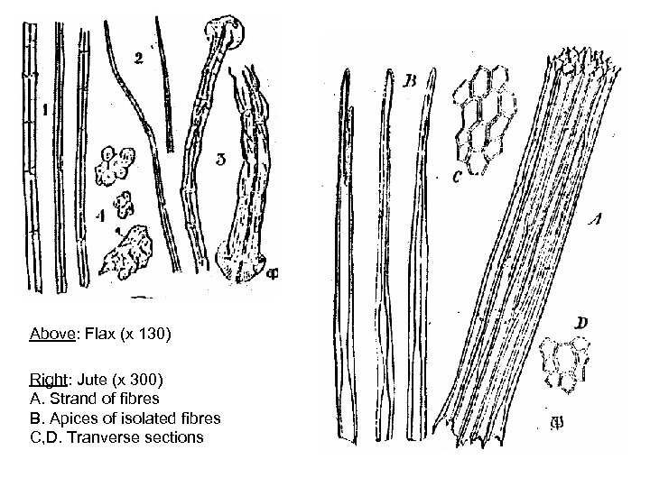 Above: Flax (x 130) Right: Jute (x 300) A. Strand of fibres B. Apices