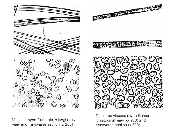 Viscose rayon filaments in longitudinal view and transverse section (x 250) Delustred viscose rayon