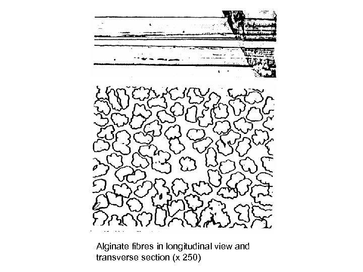 Alginate fibres in longitudinal view and transverse section (x 250) 