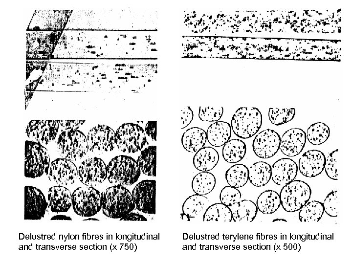 Delustred nylon fibres in longitudinal and transverse section (x 750) Delustred terylene fibres in