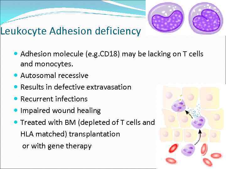 Leukocyte Adhesion deficiency Adhesion molecule (e. g. CD 18) may be lacking on T