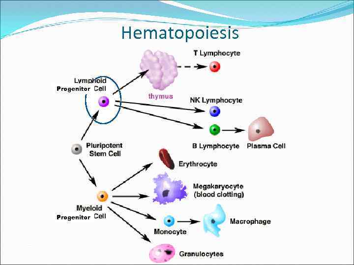 Hematopoiesis Progenitor 