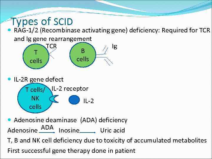 Types of SCID RAG-1/2 (Recombinase activating gene) deficiency: Required for TCR and Ig gene