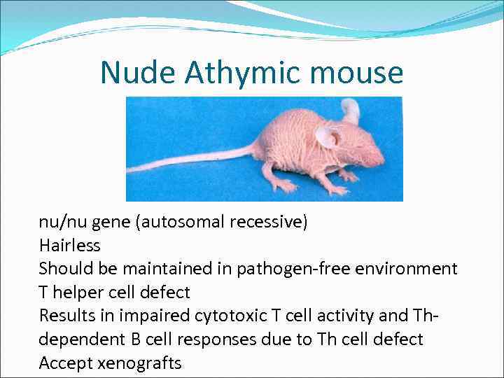 Nude Athymic mouse nu/nu gene (autosomal recessive) Hairless Should be maintained in pathogen-free environment