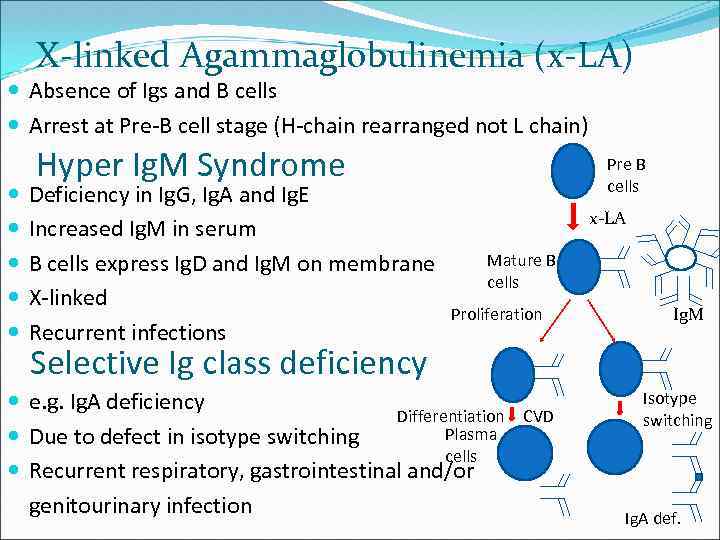 X-linked Agammaglobulinemia (x-LA) Absence of Igs and B cells Arrest at Pre-B cell stage