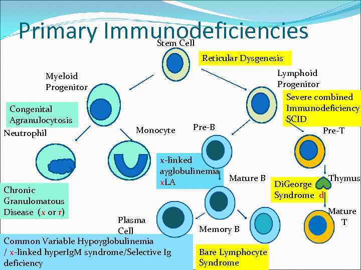 Primary Immunodeficiencies Stem Cell Reticular Dysgenesis Lymphoid Progenitor Severe combined Immunodeficiency SCID Pre-T Myeloid