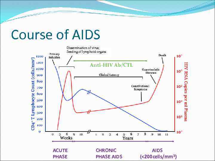 Course of AIDS Dissemination of virus; Seeding of lymphoid organs Anti-HIV Ab/CTL ACUTE PHASE