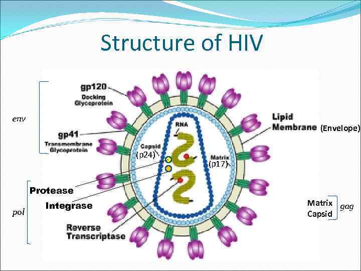 Structure of HIV env (Envelope) (p 24) (p 17) Protease pol Integrase Matrix gag