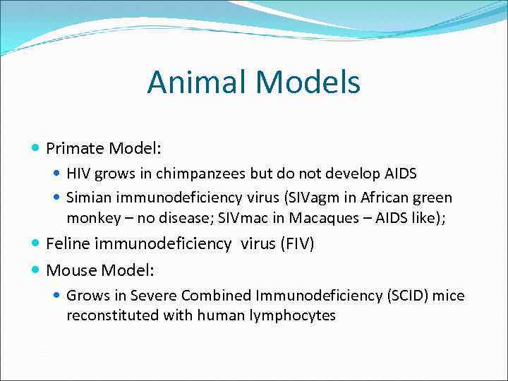 Animal Models Primate Model: HIV grows in chimpanzees but do not develop AIDS Simian