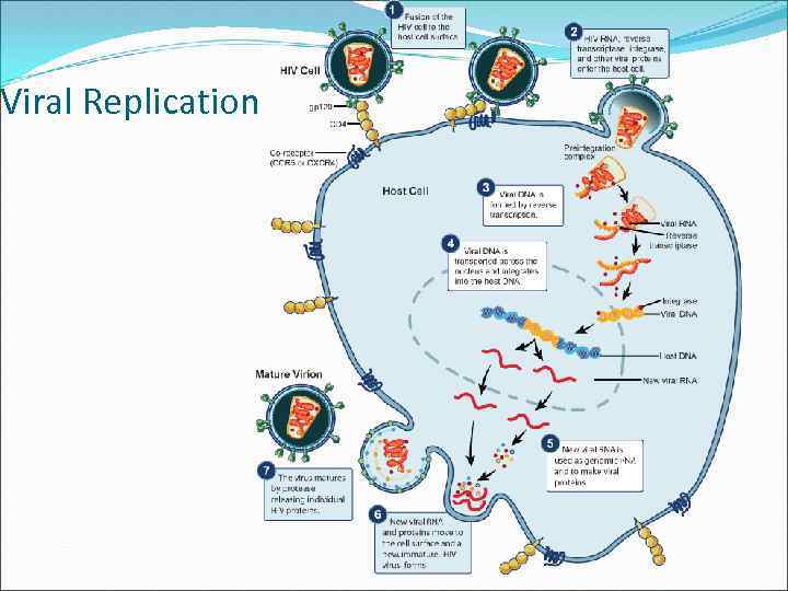 Viral Replication 