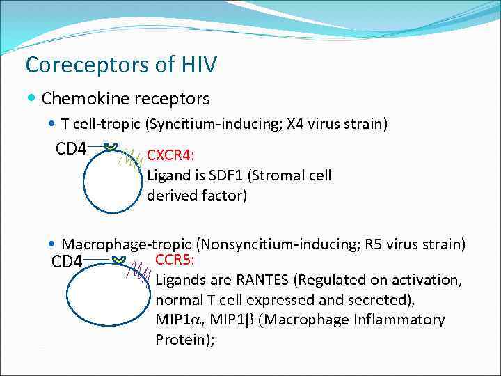 Coreceptors of HIV Chemokine receptors T cell-tropic (Syncitium-inducing; X 4 virus strain) CD 4