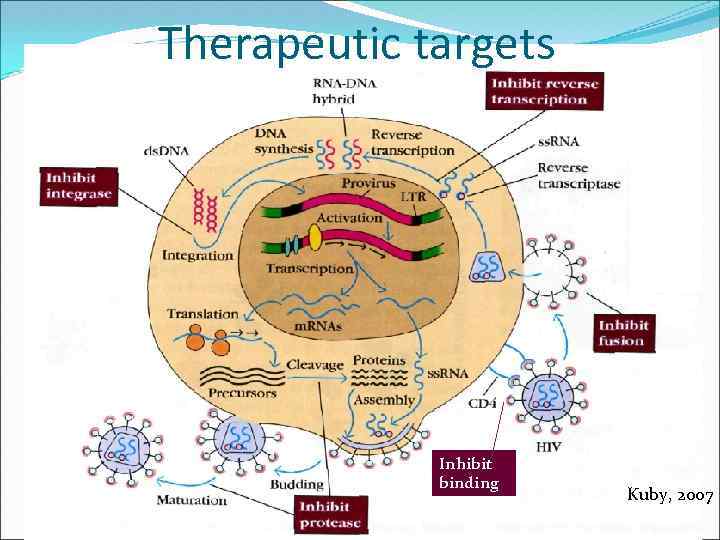 Therapeutic targets Inhibit binding Kuby, 2007 