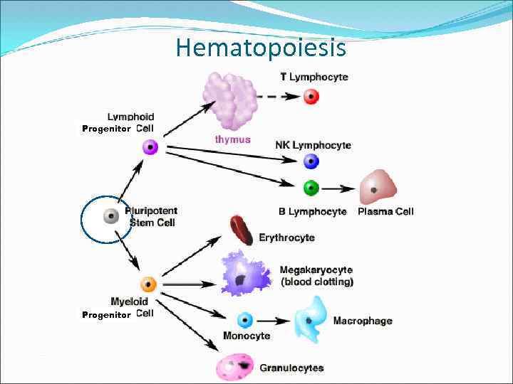 Hematopoiesis Progenitor 