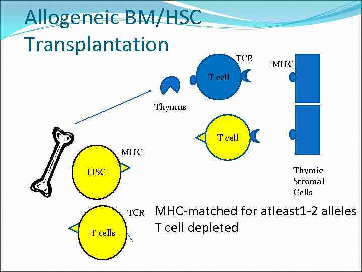 Allogeneic BM/HSC Transplantation TCR MHC T cell Thymus T cell MHC Thymic Stromal Cells