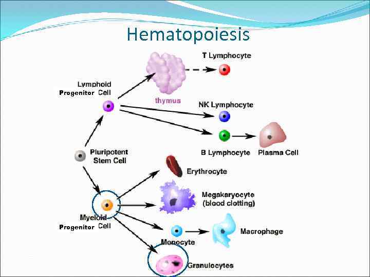 Hematopoiesis Progenitor 