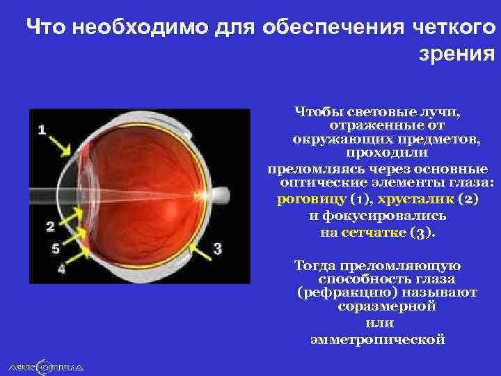 Что необходимо для обеспечения четкого зрения Чтобы световые лучи, отраженные от окружающих предметов, проходили