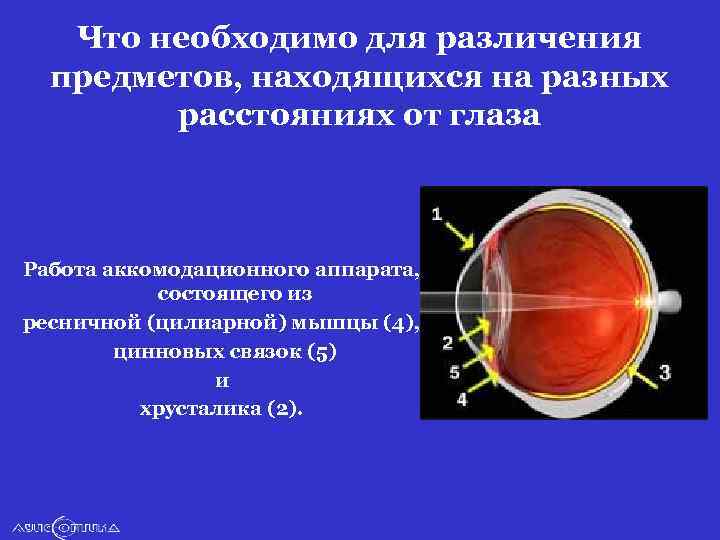 Что необходимо для различения предметов, находящихся на разных расстояниях от глаза Работа аккомодационного аппарата,