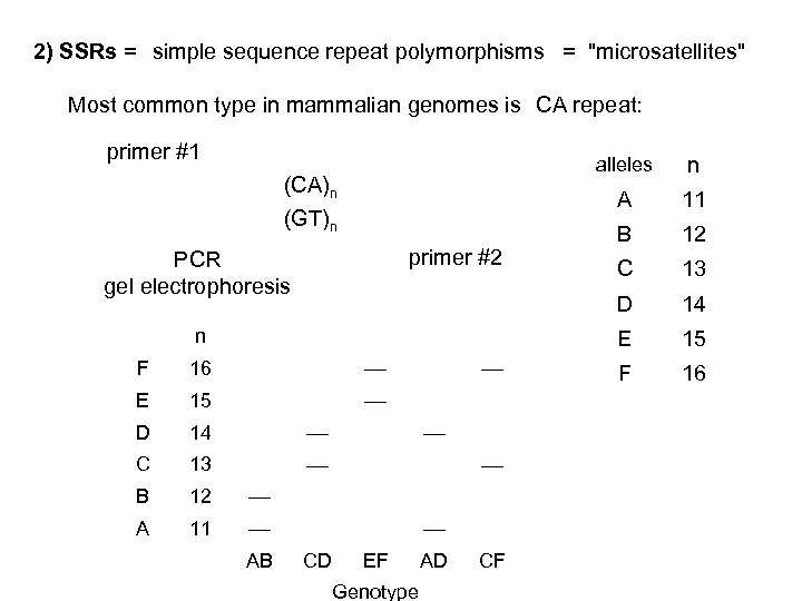 2) SSRs = simple sequence repeat polymorphisms = 