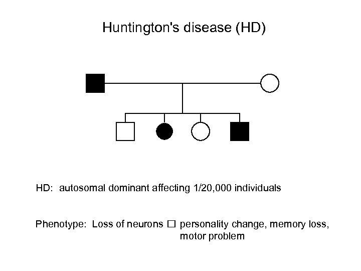 Huntington's disease (HD) HD: autosomal dominant affecting 1/20, 000 individuals Phenotype: Loss of neurons