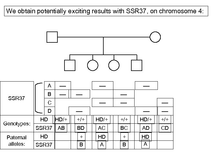 We obtain potentially exciting results with SSR 37, on chromosome 4: A SSR 37
