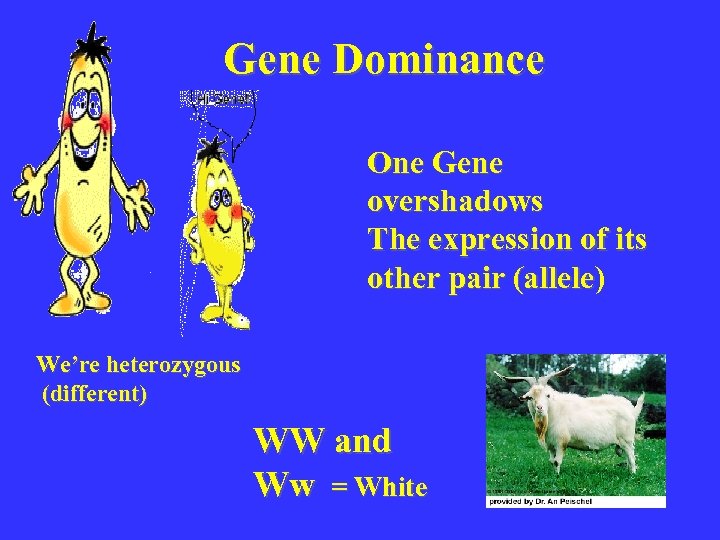 Gene Dominance One Gene overshadows The expression of its other pair (allele) (allele We’re