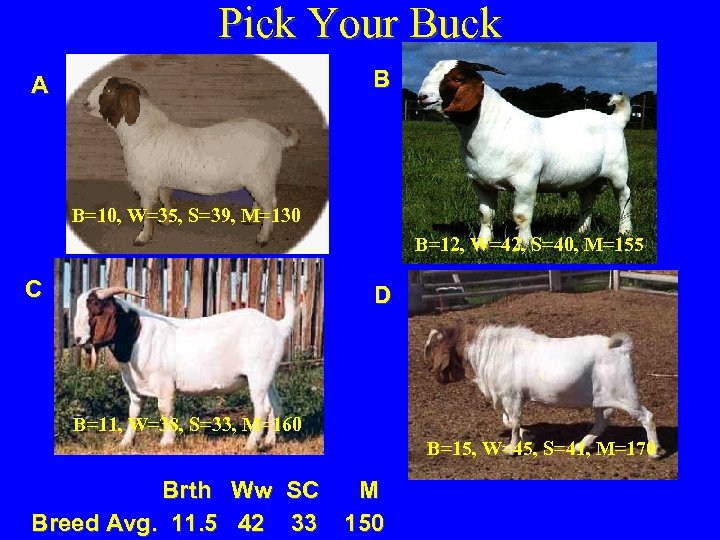 Pick Your Buck B A B=10, W=35, S=39, M=130 B=12, W=42, S=40, M=155 C