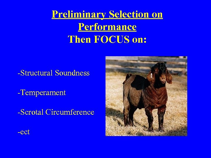 Preliminary Selection on Performance Then FOCUS on: -Structural Soundness -Temperament -Scrotal Circumference -ect 