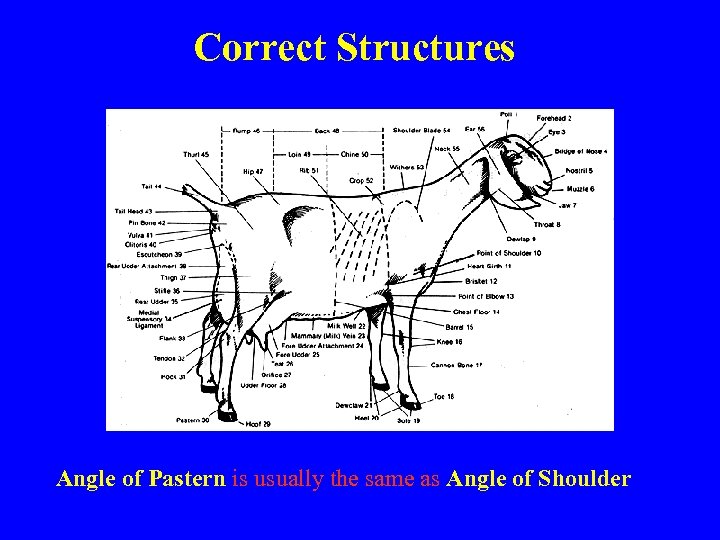 Correct Structures Angle of Pastern is usually the same as Angle of Shoulder 