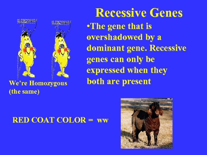 Recessive Genes We’re Homozygous (the same) • The gene that is overshadowed by a