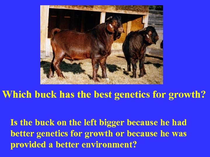 Which buck has the best genetics for growth? Is the buck on the left