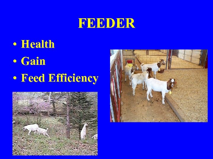 FEEDER • Health • Gain • Feed Efficiency 